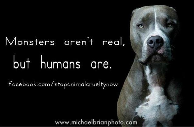 Quotes About Dogs Being Best Friends Quotes About Dogs Being Best Friends
