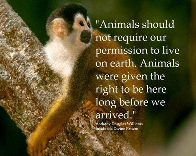 essay on animals have right to live essay on animals have right to live