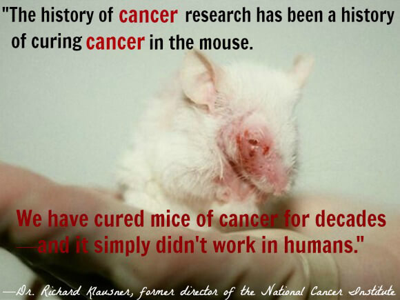 Go Cat Animal Testing Go Cat Animal Testing