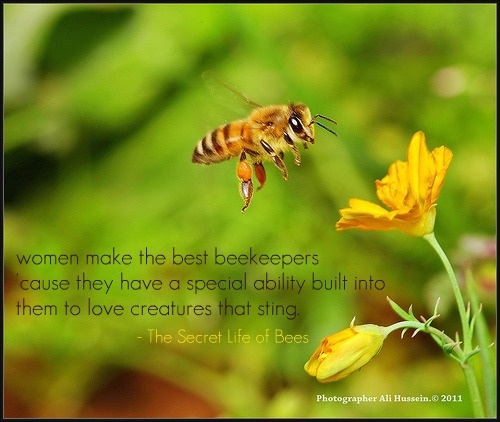 racism in the secret life of bees essays racism in the secret life of bees essays