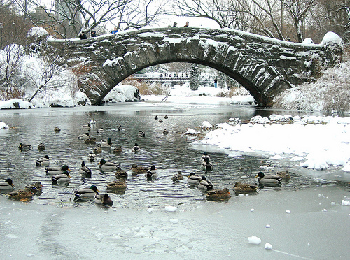 Catcher In The Rye Quotes Ducks Central Park Image Quotes At
