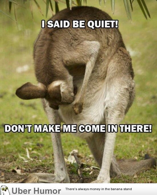 CUTE KANGAROO QUOTES image quotes at
