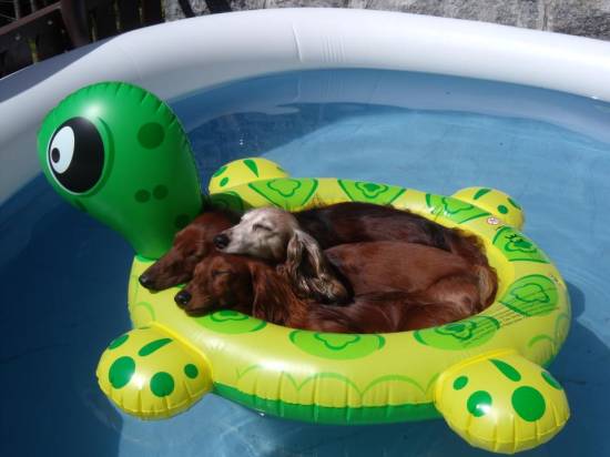 hot summer day funny images funny hot summer day quotes image quotes at relatably hot summer day funny images funny hot summer day quotes image quotes at relatably