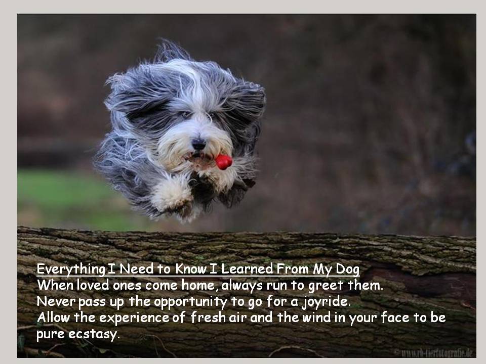 FUNNY QUOTES ABOUT ANIMAL LOVERS image quotes at relatably.com