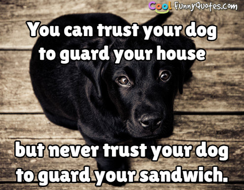 ... - Funny Animal Quotes Dog Sayings Animal Photos With Sayings Funny