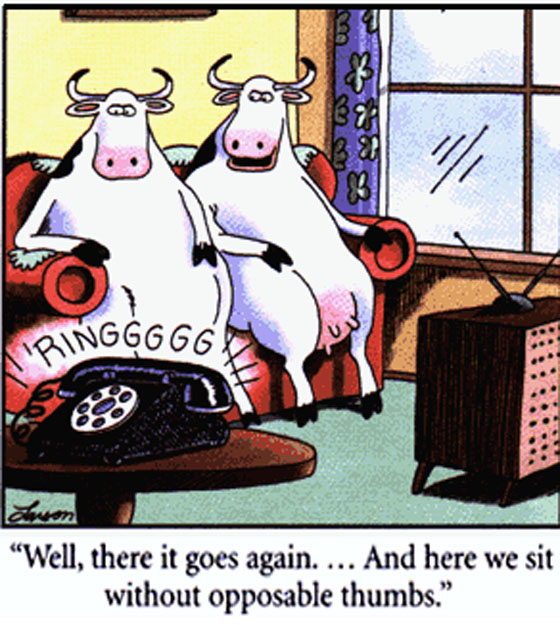 Hilarious Essay On Cow