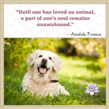 I Dont Treat My Dog Like A Family Member I Dont Treat My Dog Like A Family Member